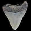 Bargain, Megalodon Tooth - North Carolina #77524-2